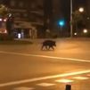 Madrid captura 84 ejemplares de jabalíes desde que se activó en la capital el plan especial en abril
