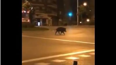 Madrid captura 84 ejemplares de jabalíes desde que se activó en la capital el plan especial en abril