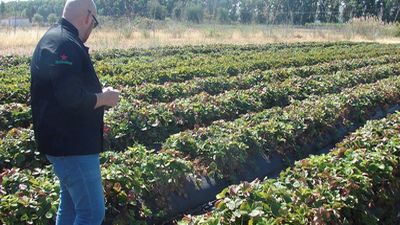 La huerta de Aranjuez vende a domicilio para tratar de superar la crisis del coronavirus