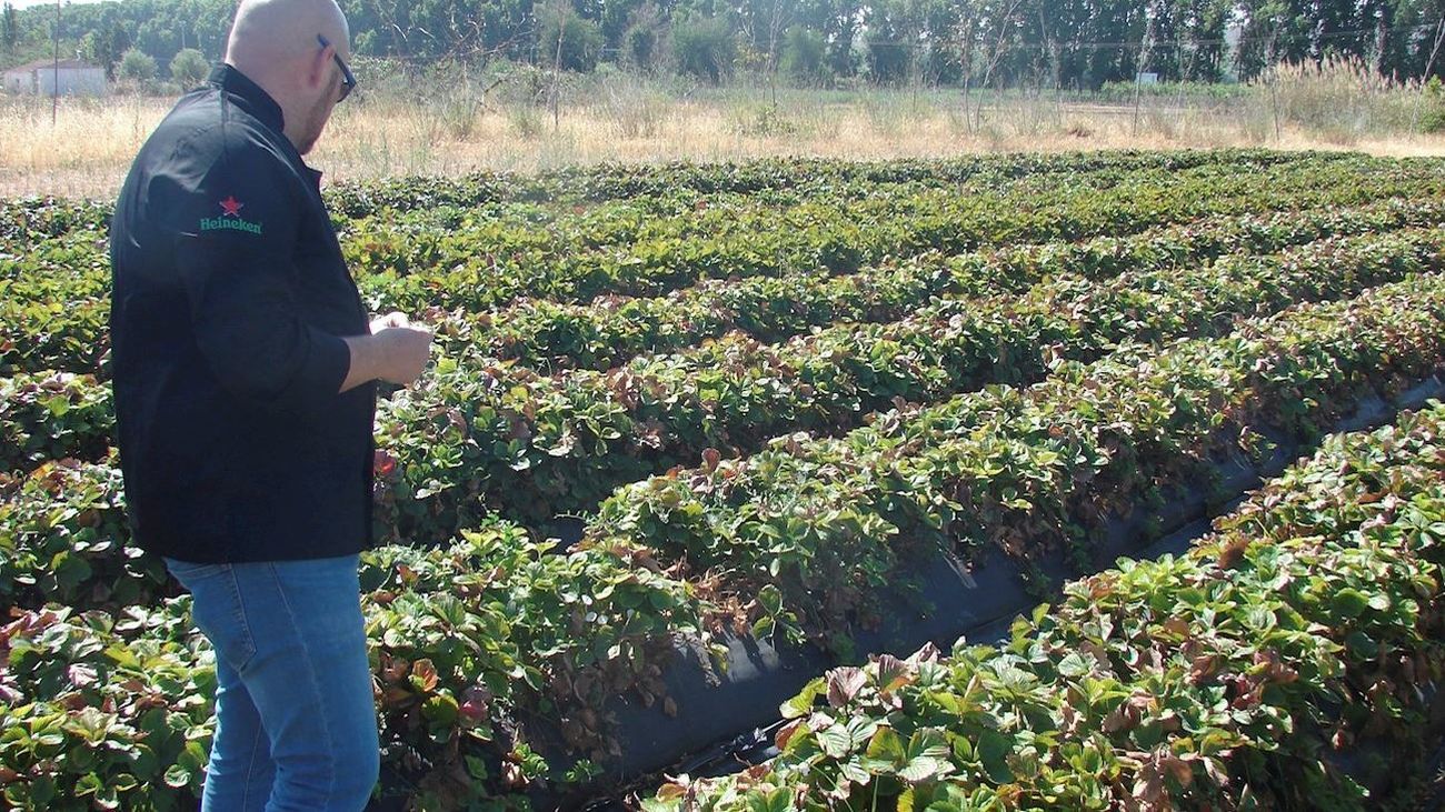 La huerta de Aranjuez vende a domicilio para tratar de superar la crisis del coronavirus