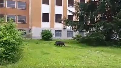 Aparece otro jabalí en Madrid durante el aislamiento, esta vez en Ciudad Universitaria