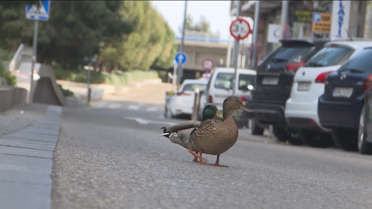 Los animales campan a sus anchas ajenos al confinamiento