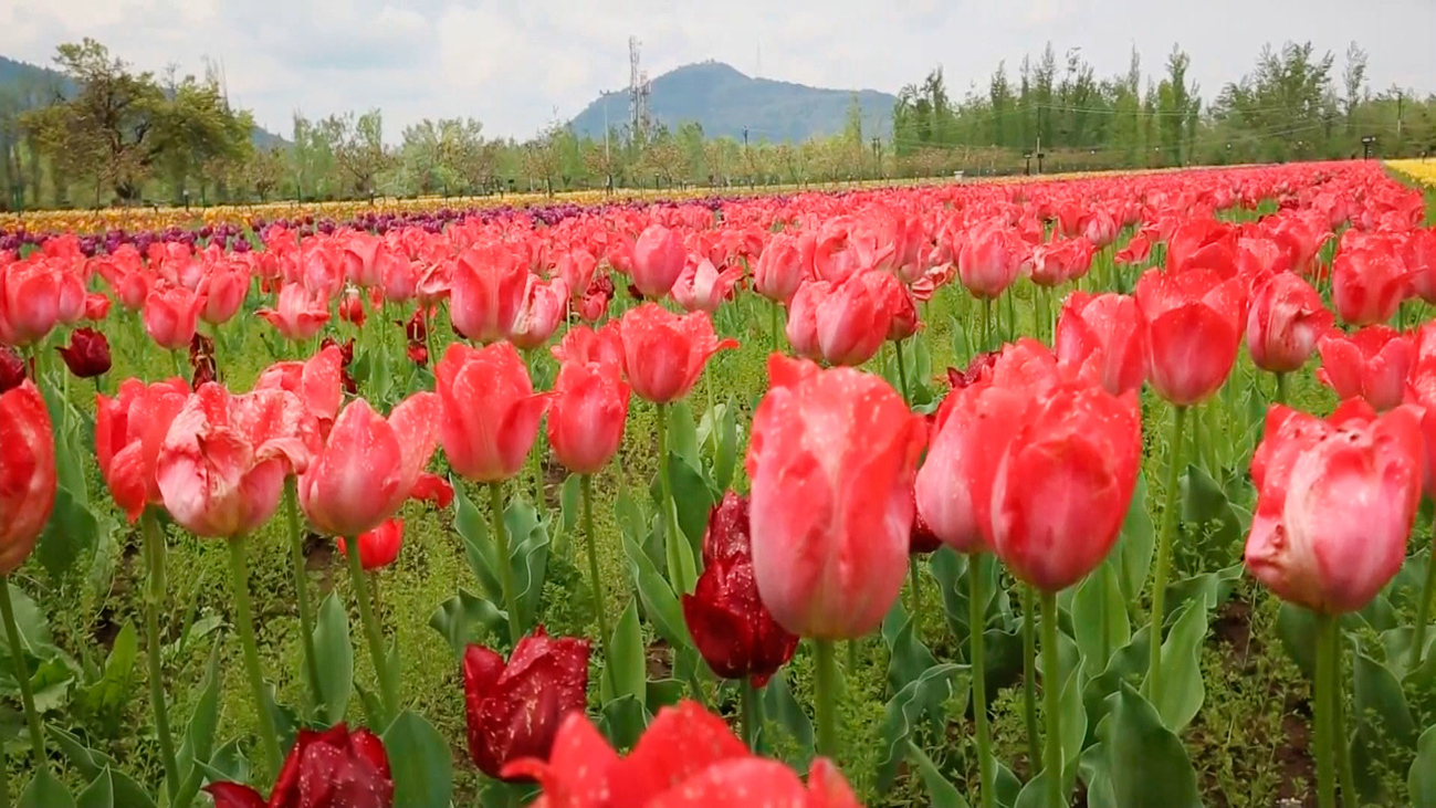 Los tulipanes se marchitan
