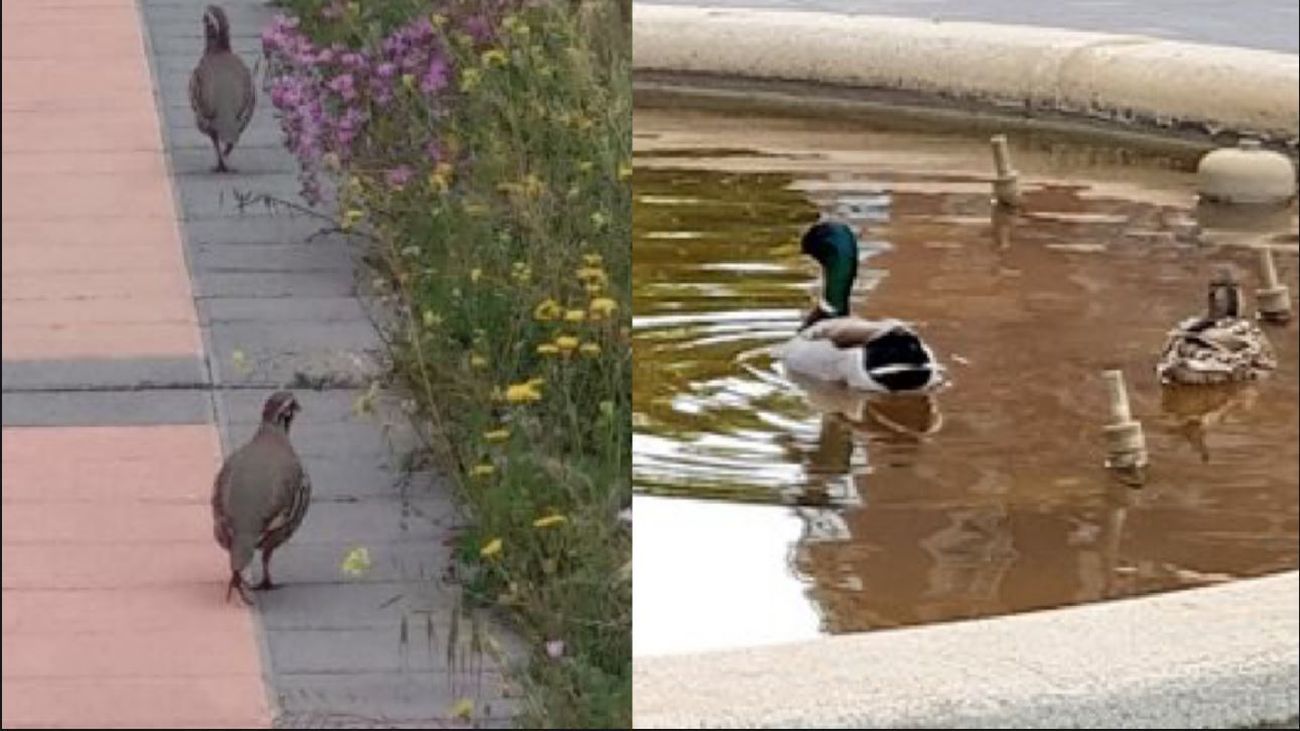 Perdices y patos se saltan el confinamiento en Getafe