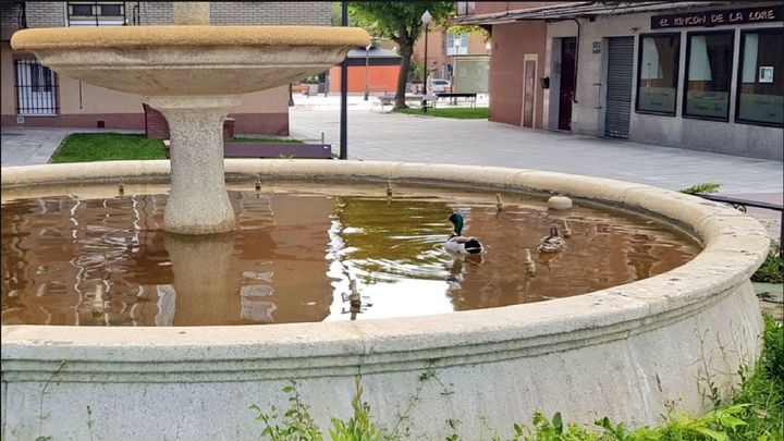 Patos en una fuente de Getafe / Twitter