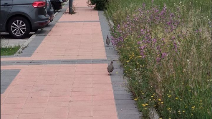 Perdices en Getafe / Twitter