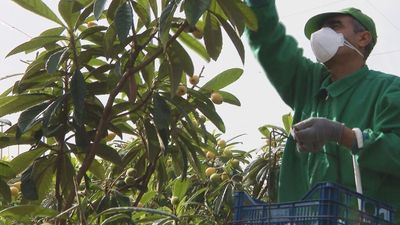 España prohíbe la entrada a temporeros que procedan de países con la fronteras cerradas