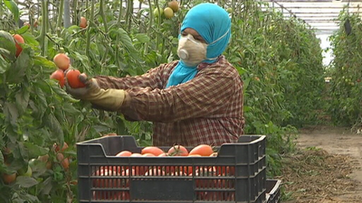 Se necesitan 90.000 temporeros para recoger las cosechas