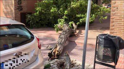 El viento derriba un gran árbol en Valdemoro sin causar heridos