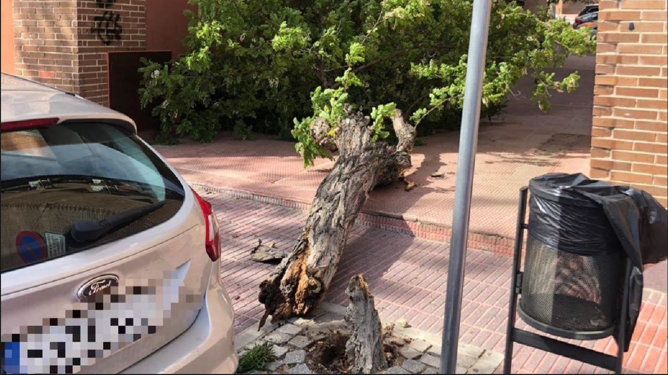 Caída de un árbol en Valdemoro