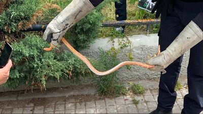 La Policía de Getafe captura una serpiente del maíz en el centro de la ciudad