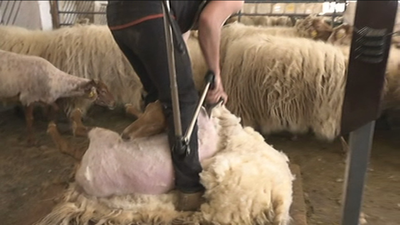 Esquileo de ovejas en una finca de Aranjuez