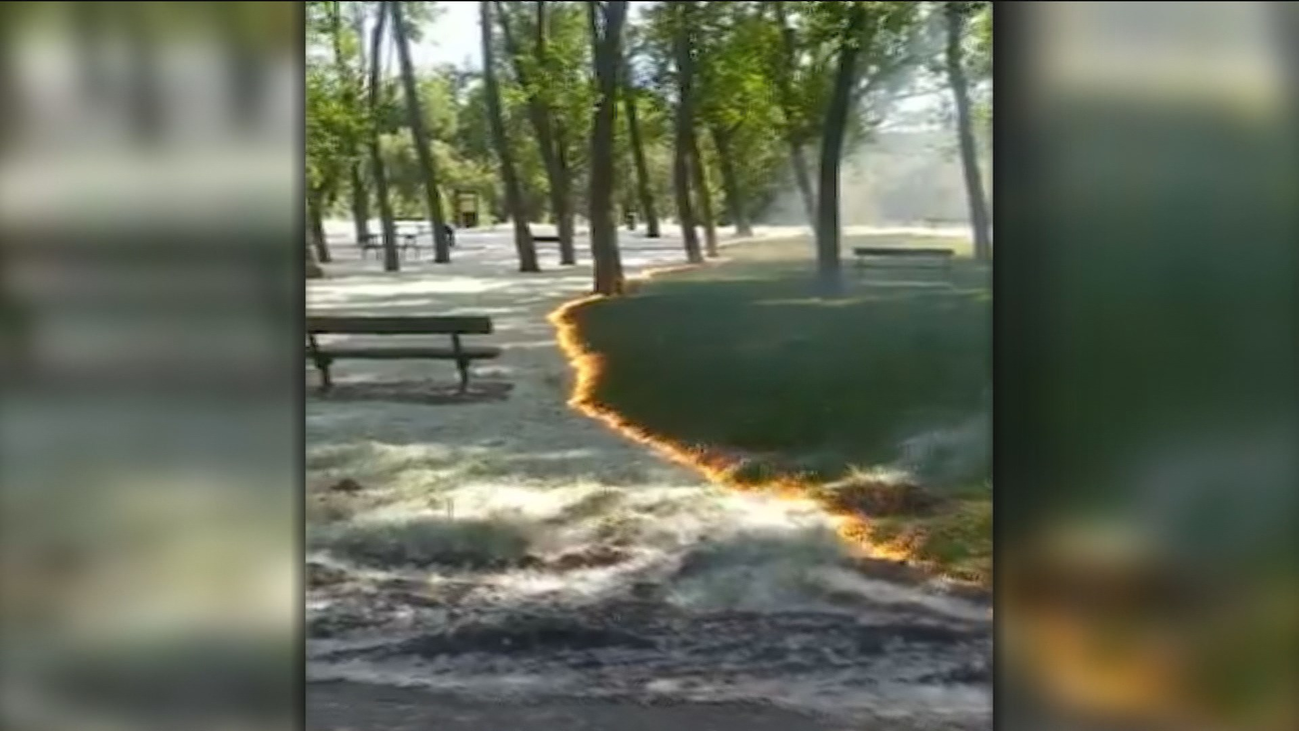 Alertan del riesgo de incendio por la pelusa de chopo
