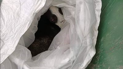 Rescatan un perro arrojado dentro de una bolsa a un contenedor en Fuenlabrada