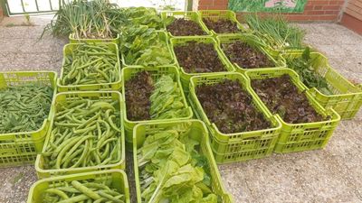 Fuenlabrada recoge 200 kilos de verduras y hortalizas de huertos escolares para familias vulnerables
