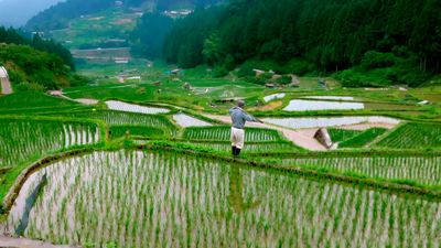 Escena del documental 'Japón salvaje'