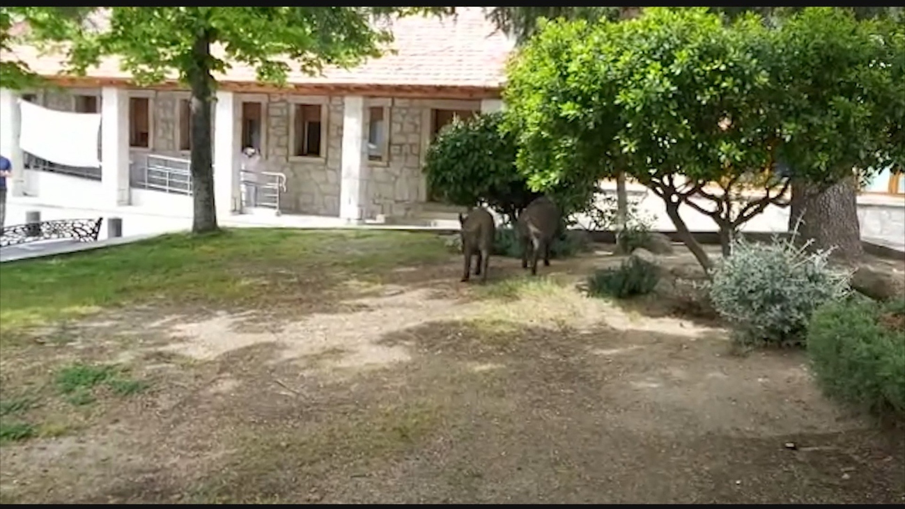 Los jabalíes toman las calles de Hoyo de Manzanares