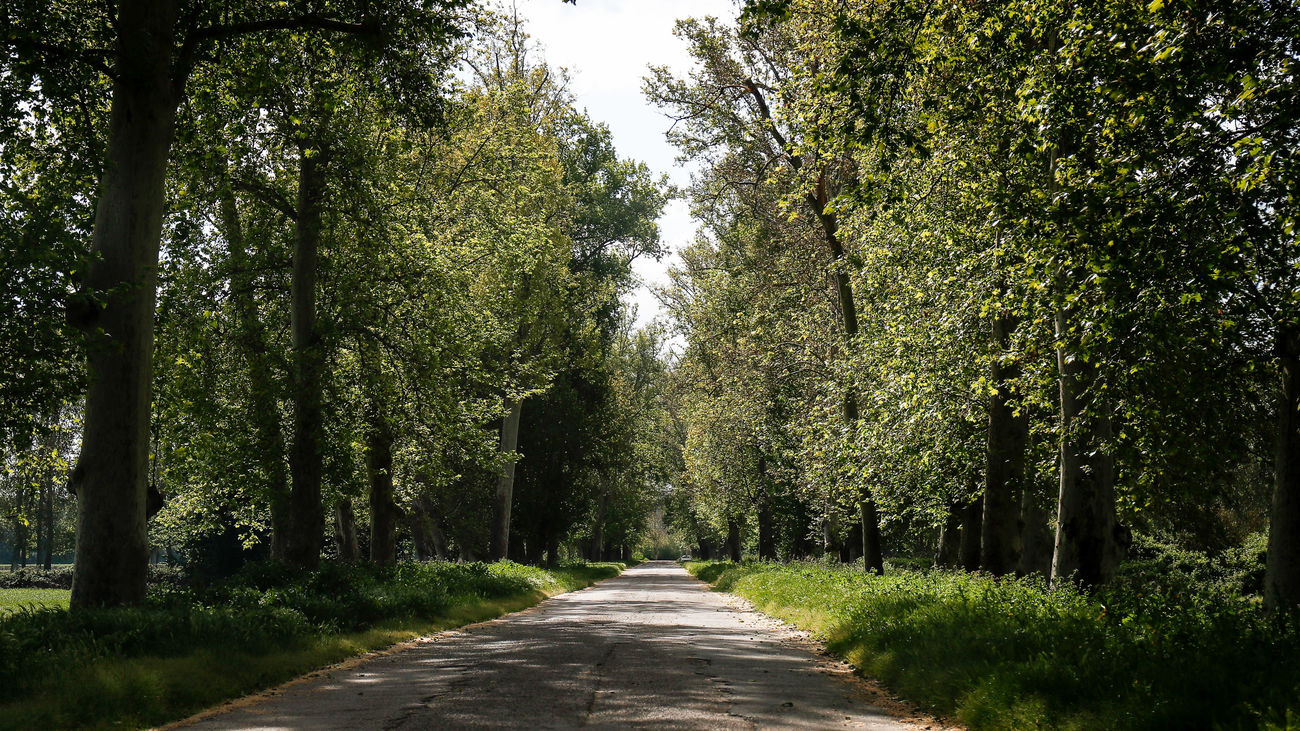 Aranjuez llama a los madrileños a pasar en la ciudad el puente de la Almudena