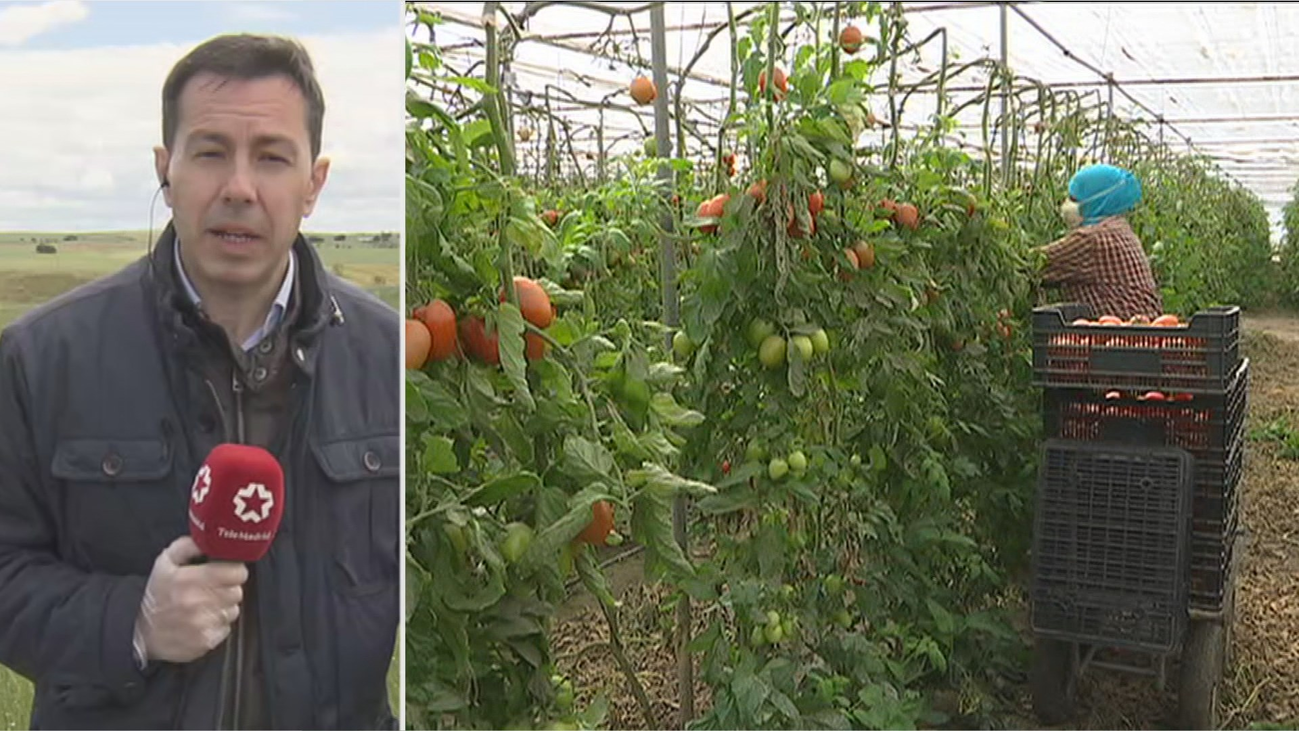 Miles de madrileños buscan trabajo en el campo