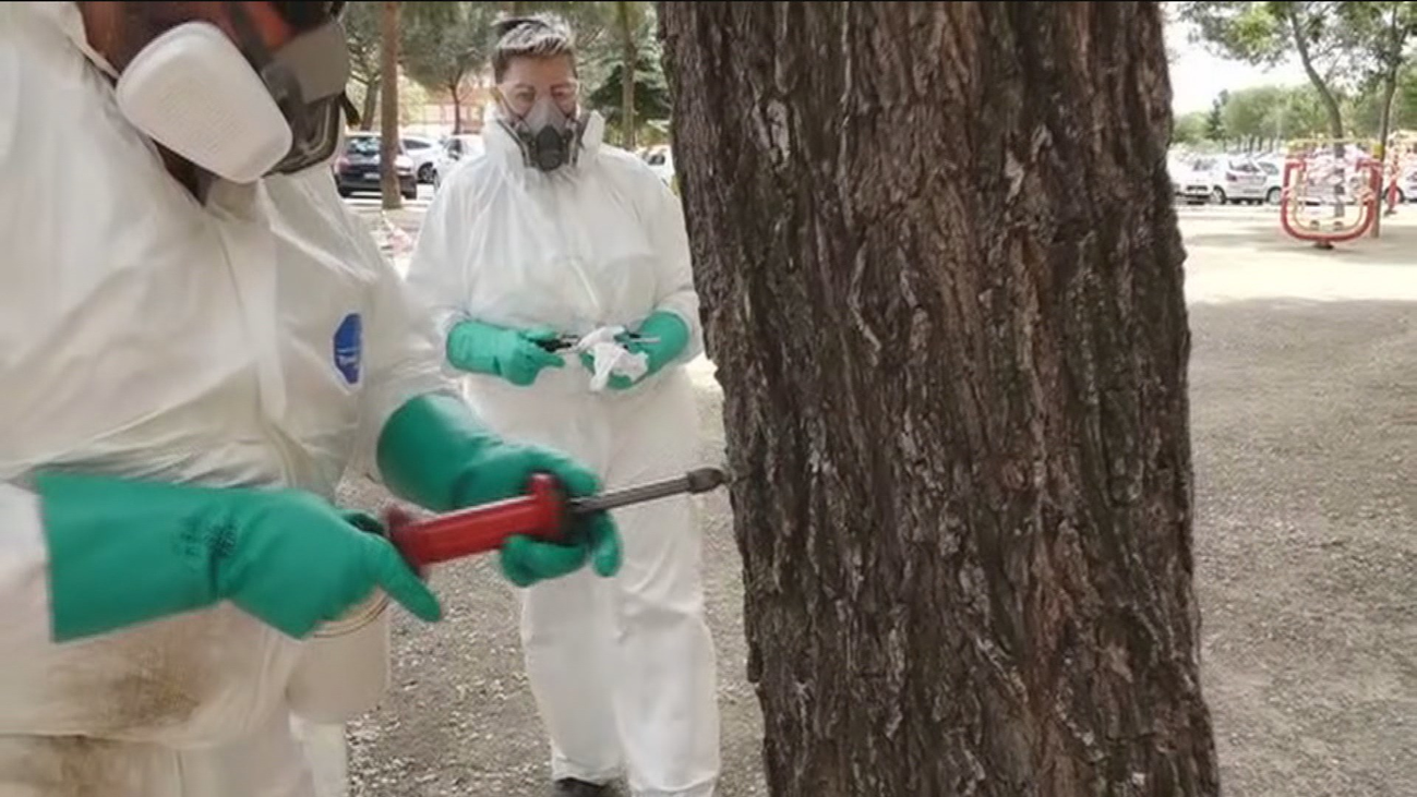 Así 'exterminan' a la galeruca en Fuenlabrada