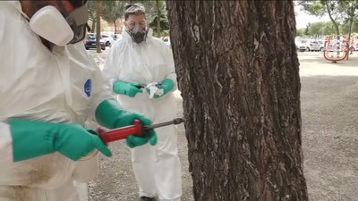 Así 'exterminan' a la galeruca en Fuenlabrada