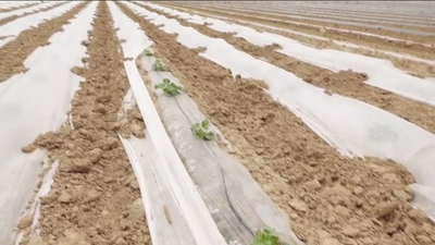 Arranca la temporada de siembra de melones y cebollas en  Villamanrique de Tajo