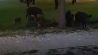 Una familia de 15 jabalíes se pasea por la Universidad Autónoma de Madrid