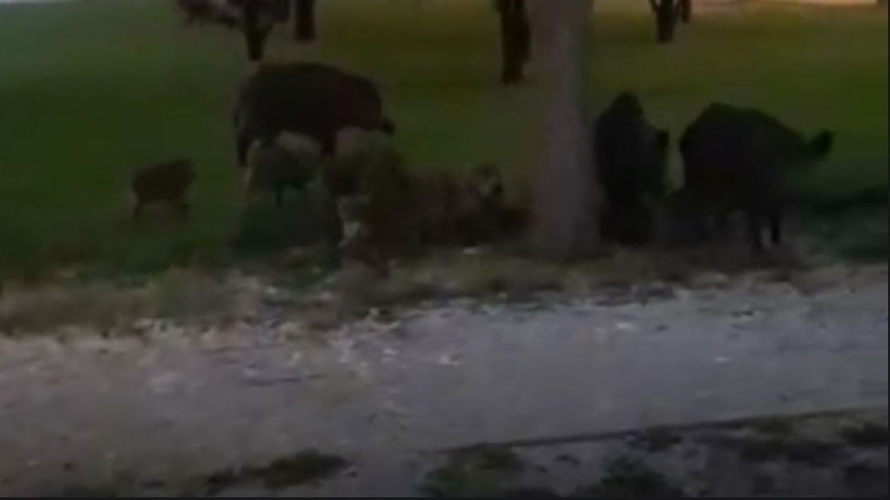 Una familia de 15 jabalíes se pasea por la Universidad Autónoma de Madrid
