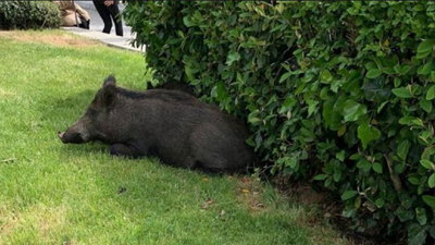 Los jabalíes campan a sus anchas por Hoyo de Manzanares