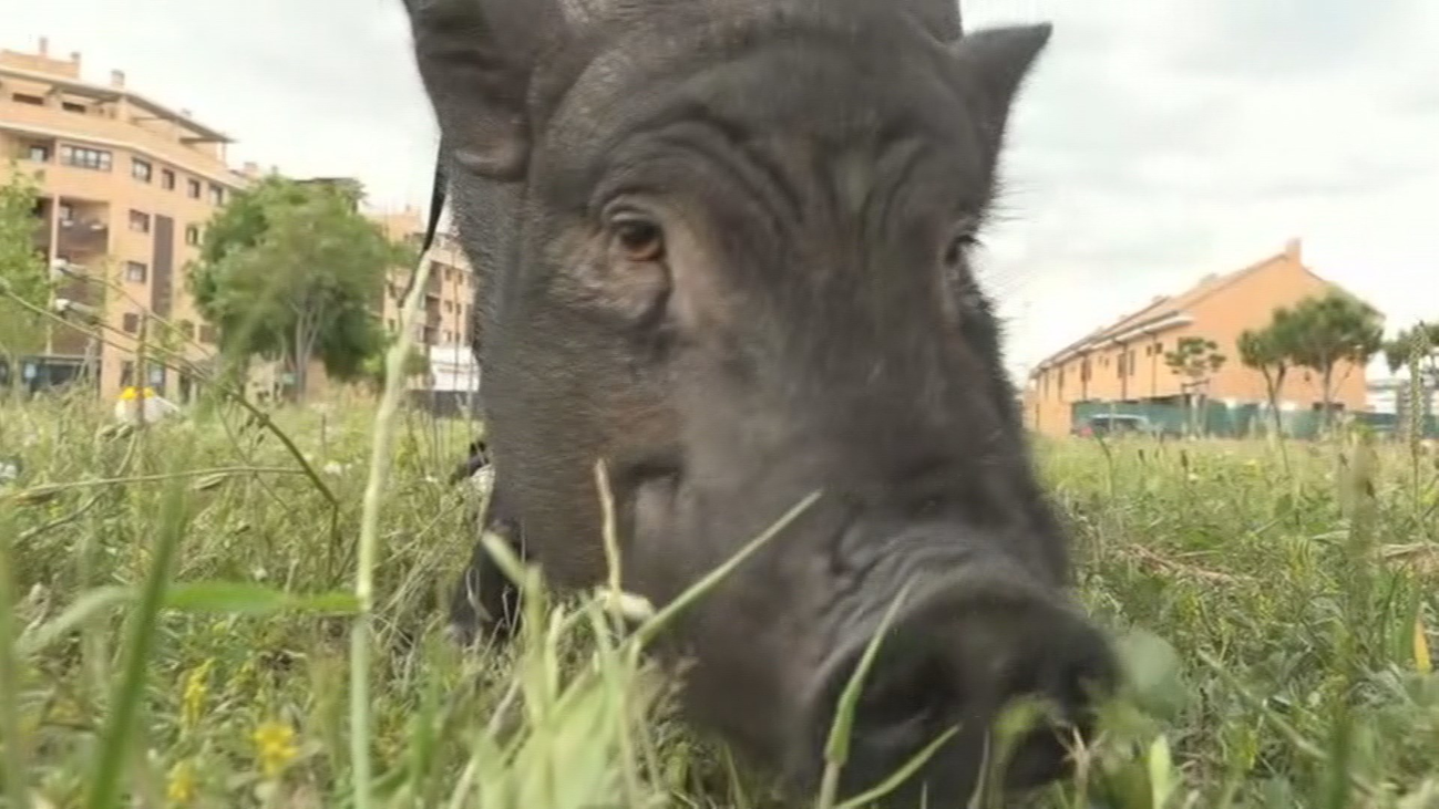 Pumba, el cerdo más famoso de Rivas