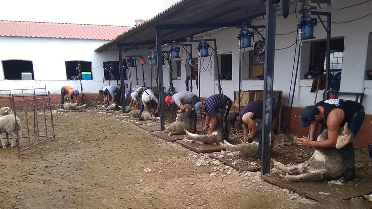 Ganaderos españoles logran traer a 250 esquiladores uruguayos ante la falta de profesionales