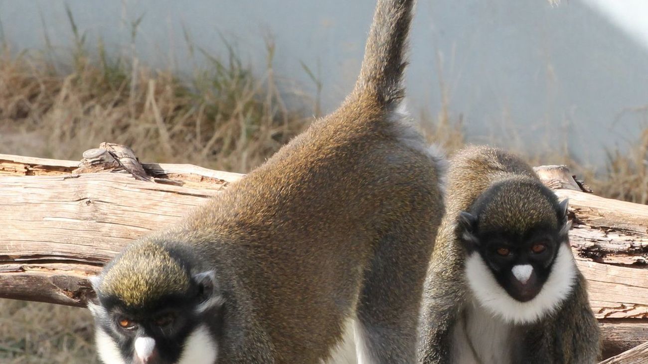 Dos hembras de cercopiteco, robadas de un refugio de primates de Fuente el Saz