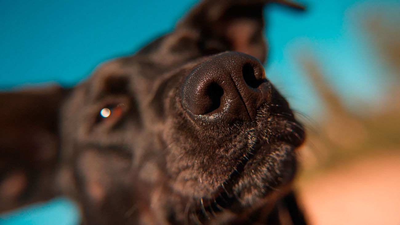 Los perros tienen un olfato muy desarrollado