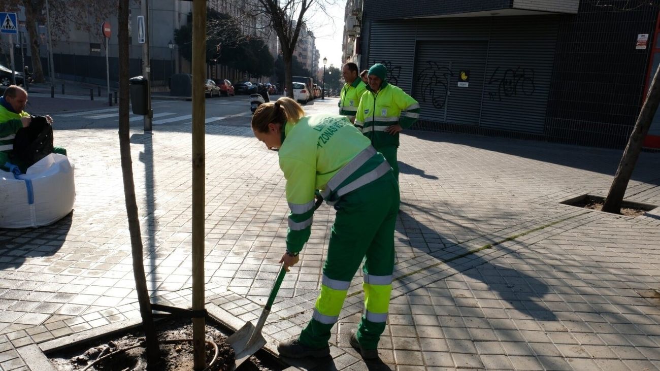 Plantación de árboles en Madrid