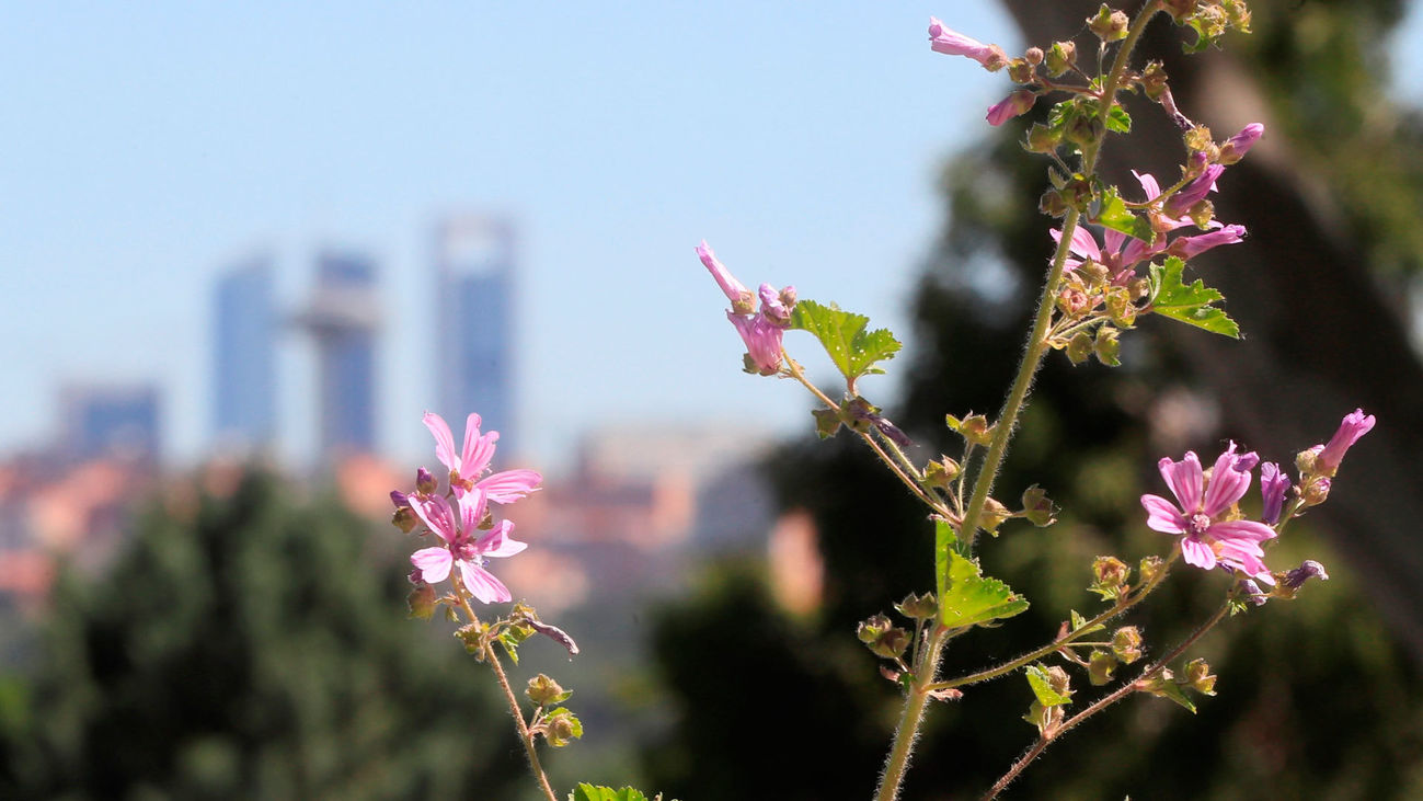 La Comunidad de Madrid alerta de altos niveles de polen de gramíneas en toda la región