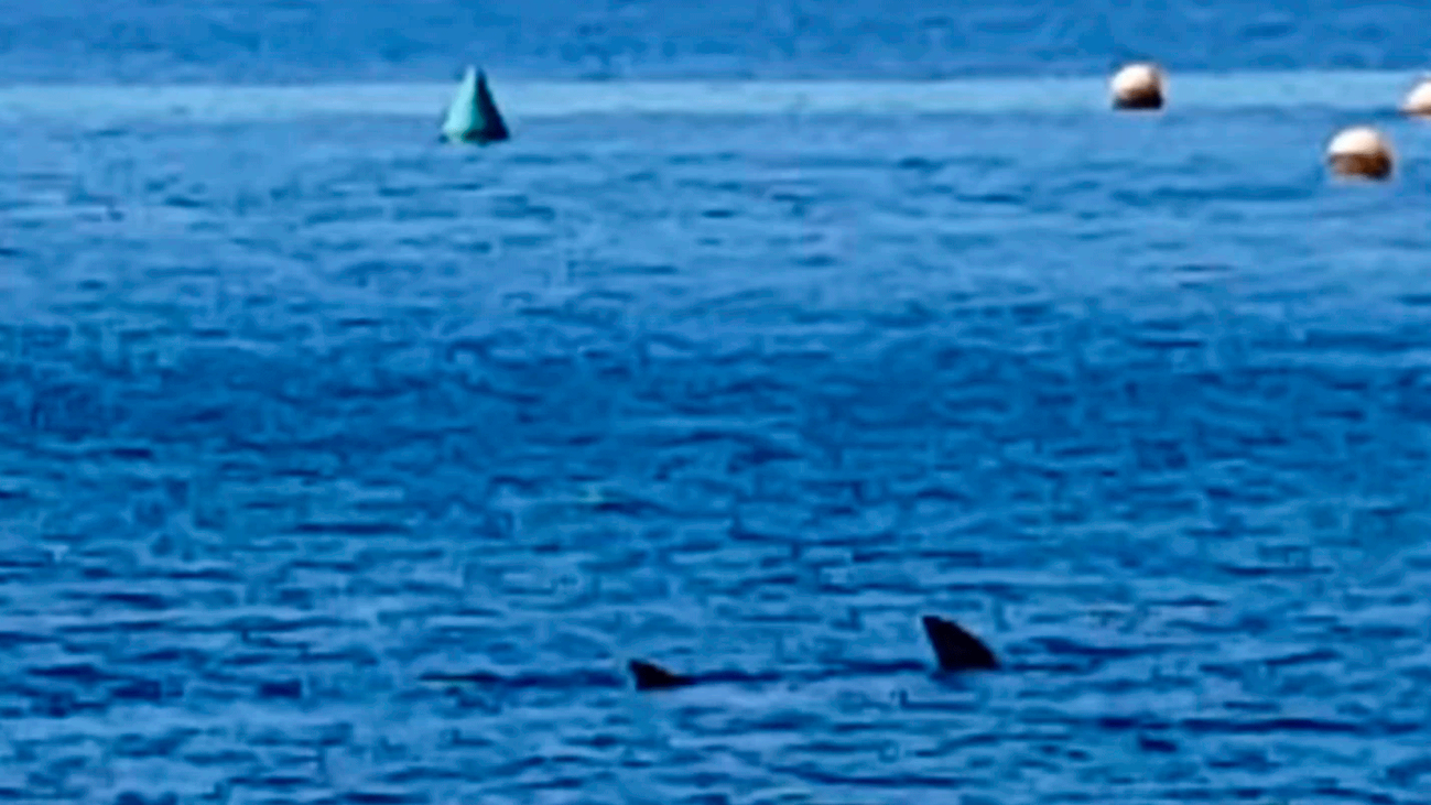 Los tiburones aparecen en las costas españolas ante la ausencia de barcos y bañistas por la cuarentena