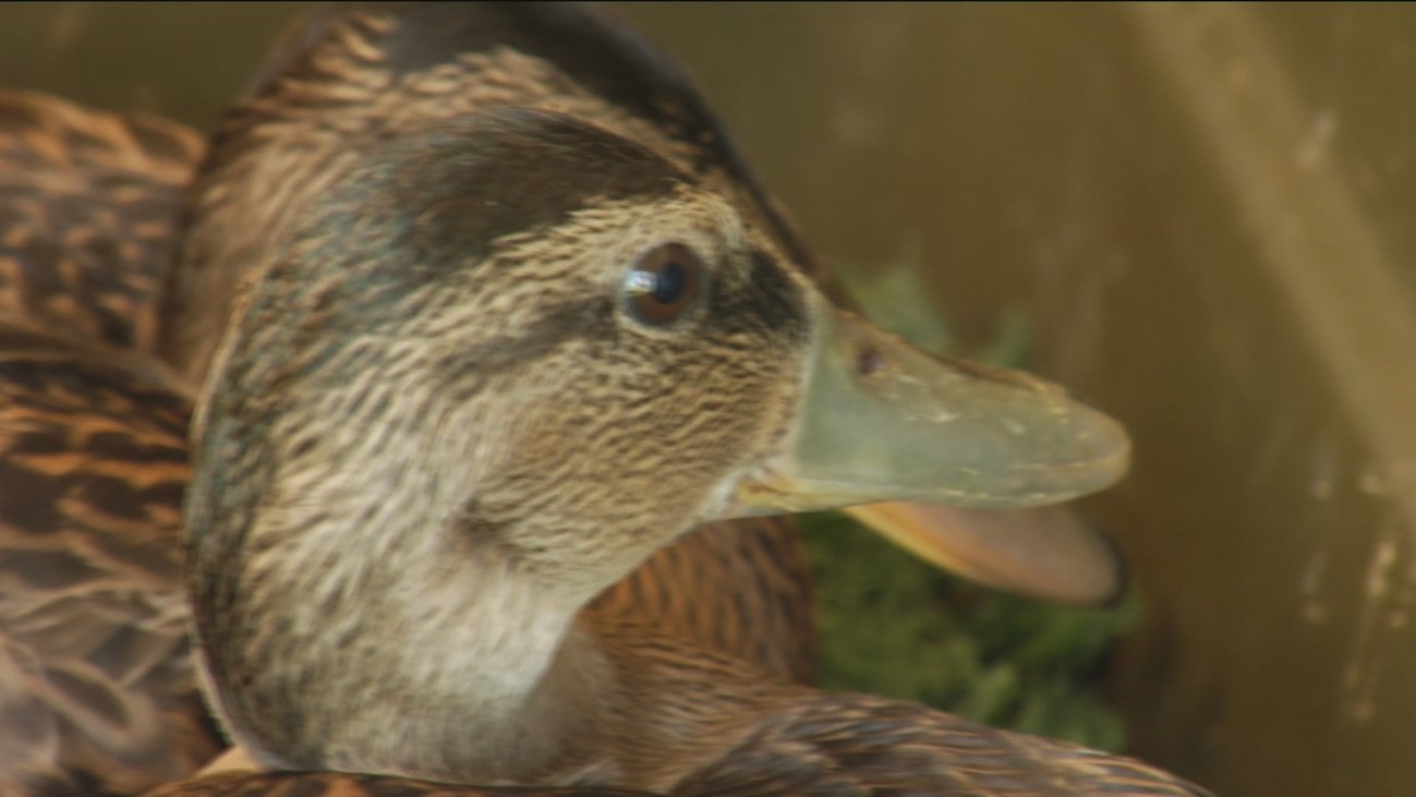 Así sueltan a los animales en las charcas de Madrid