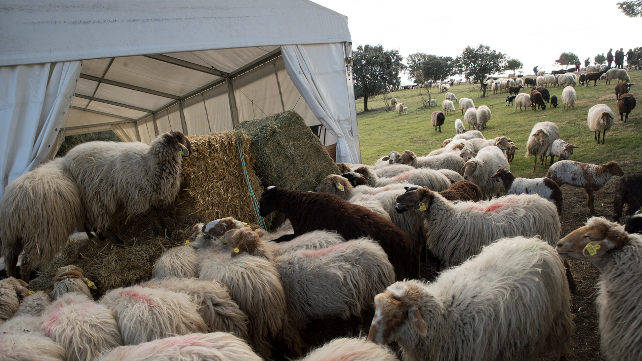 Las ovejas se desplazan hacia el norte de Madrid