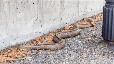 Capturan una serpiente de dos metros en el Centro Comercial Parque Rivas