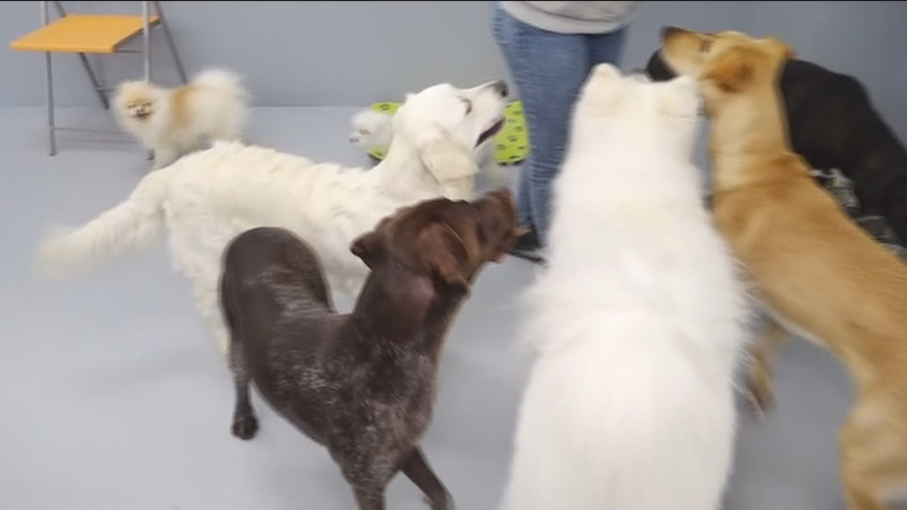 Reabren las guarderías para perros en Madrid