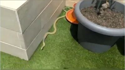 Policías locales de Arroyomolinos capturan una serpiente en un chalé