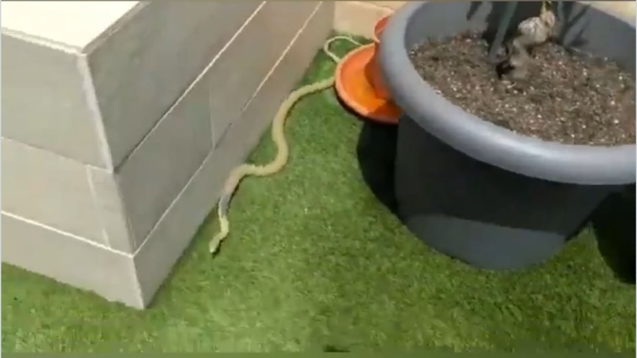 Serpiente en una piscina de Arroyomolinos