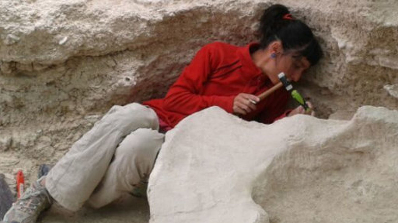 Tesoros paleontológicos de Madrid