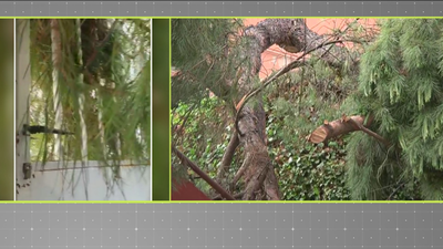 Atrapados en casa tras la caída de dos árboles en su vivienda, en San Martín de la Vega