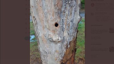 Policía de Getafe investiga actos vandálicos contra varios árboles que han sido perforados