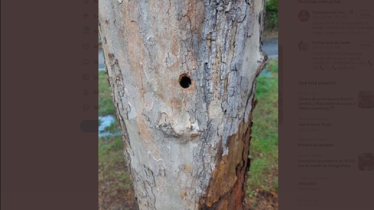 Agujeros en los árboles de Getafe