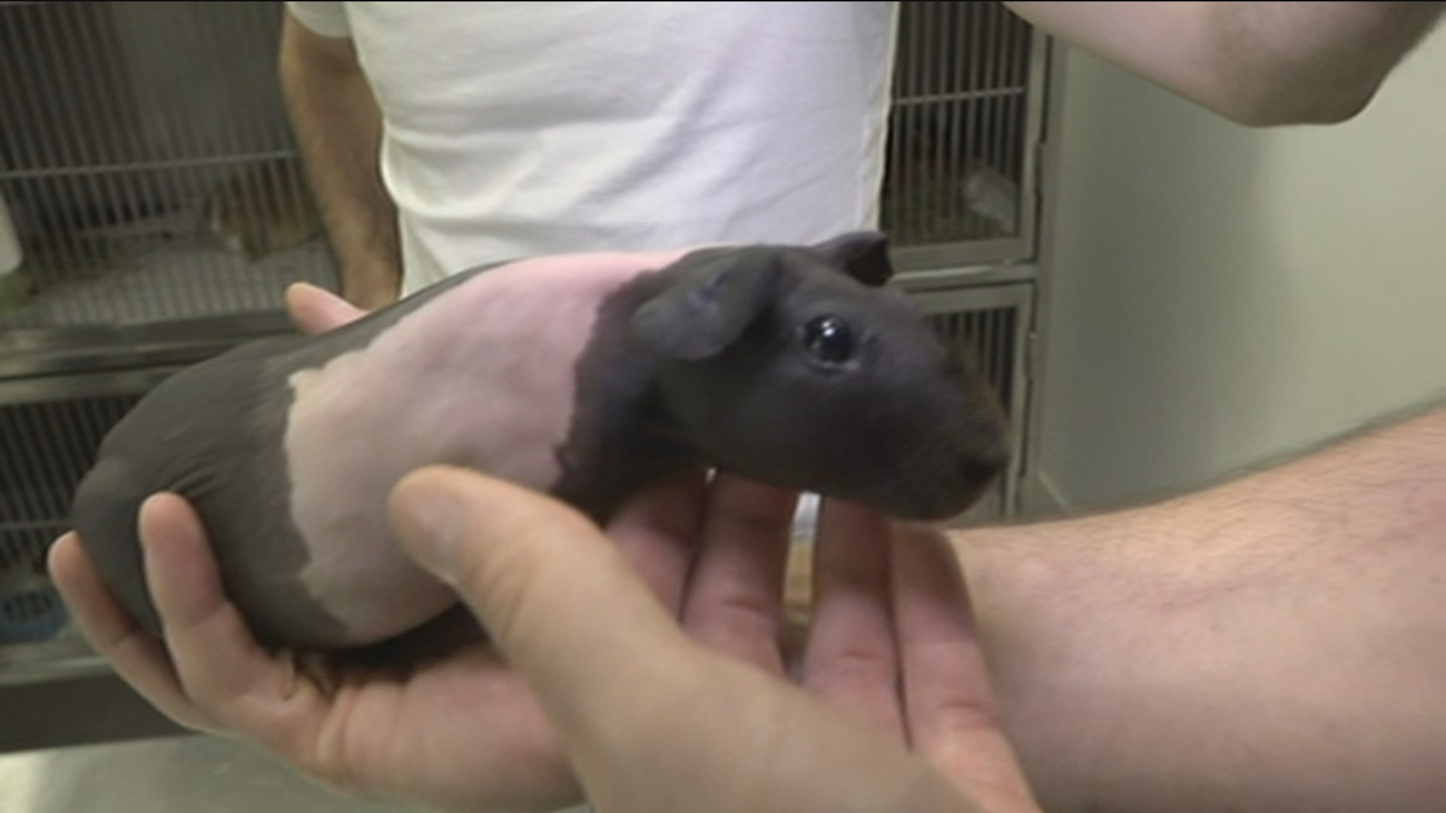 Estas son las mascotas más 'raras' de Madrid