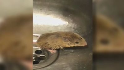 Bomberos de Alcobendas exigen ir al nuevo parque ante la presencia de ratas