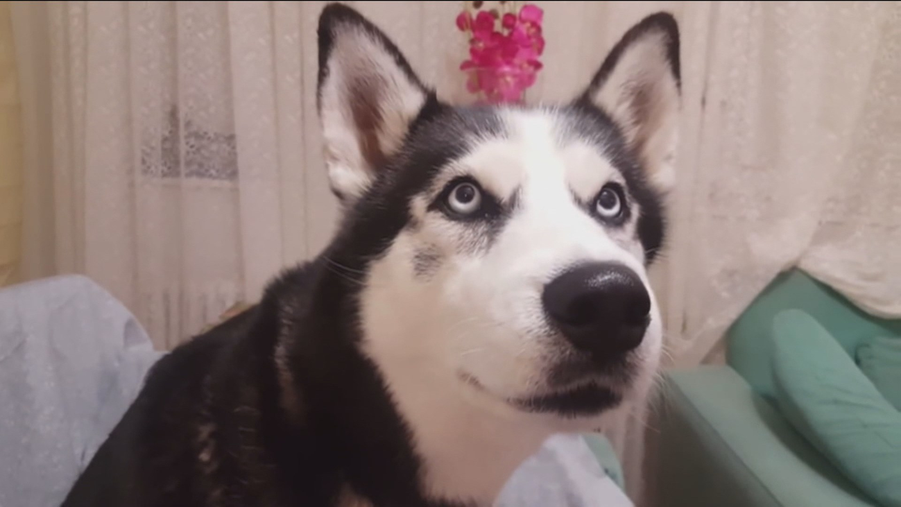 Max, un hasky capaz de repetir 200 palabras