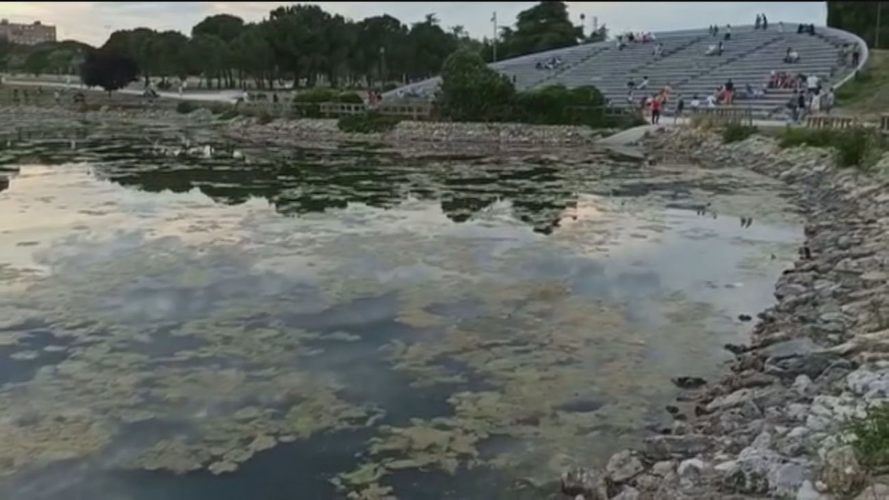 Deplorable estado del lago del parque de Las Cruces en Carabanchel por la invasión de algas